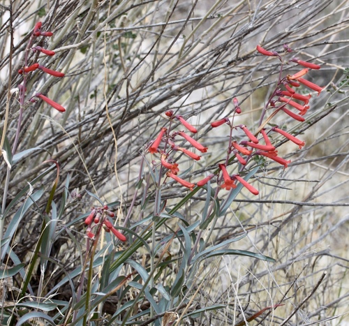 Image of Penstemon subulatus by (c) Fluff Berger, some rights reserved (CC BY-SA)
