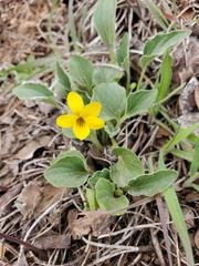 Viola purpurea quercetorum