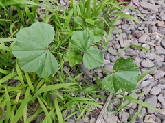 Malva