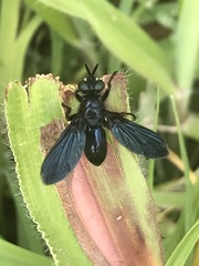 Penthosia satanica