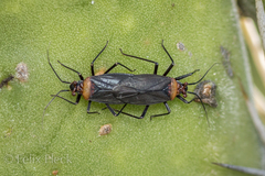 Hesperolabops mexica
