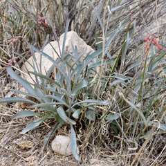 Penstemon subulatus