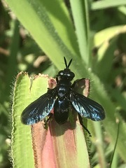 Penthosia satanica