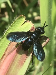 Penthosia satanica