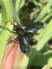 Penthosia satanica