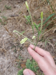 Nicotiana repanda
