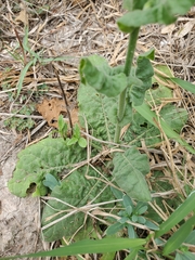 Nicotiana repanda