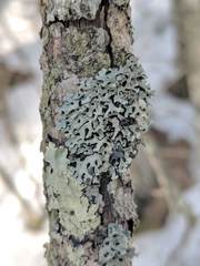 Hypogymnia incurvoides