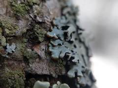 Hypogymnia incurvoides