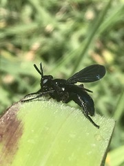 Penthosia satanica