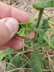 Nicotiana repanda
