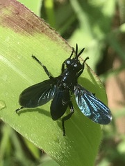 Penthosia satanica