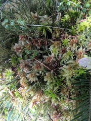 Sphagnum magellanicum