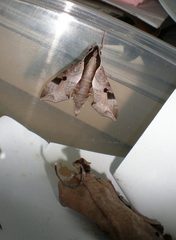 Enpinanga borneensis