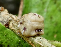 Ceroplastes cirripediformis
