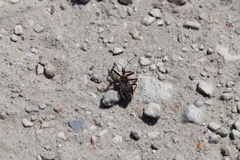 Apiomerus floridensis