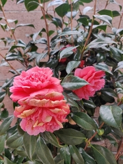 Camellia