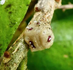 Ceroplastes cirripediformis