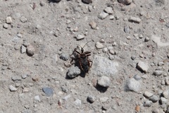 Apiomerus floridensis