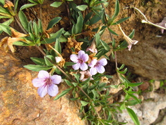 Dyschoriste decumbens