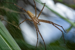Euprosthenops