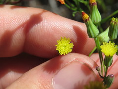 Malacothrix clevelandii