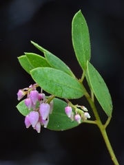 Arctostaphylos hispidula