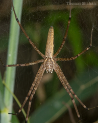 Euprosthenops