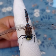 Rhionaeschna diffinis