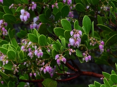 Arctostaphylos hispidula