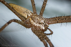 Euprosthenops