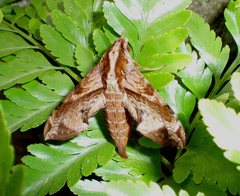 Eupanacra elegantulus