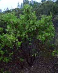 Arctostaphylos hispidula
