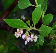 Arctostaphylos hispidula