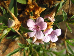 Dyschoriste decumbens