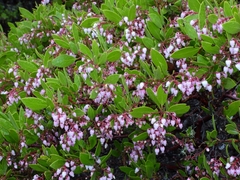 Arctostaphylos hispidula