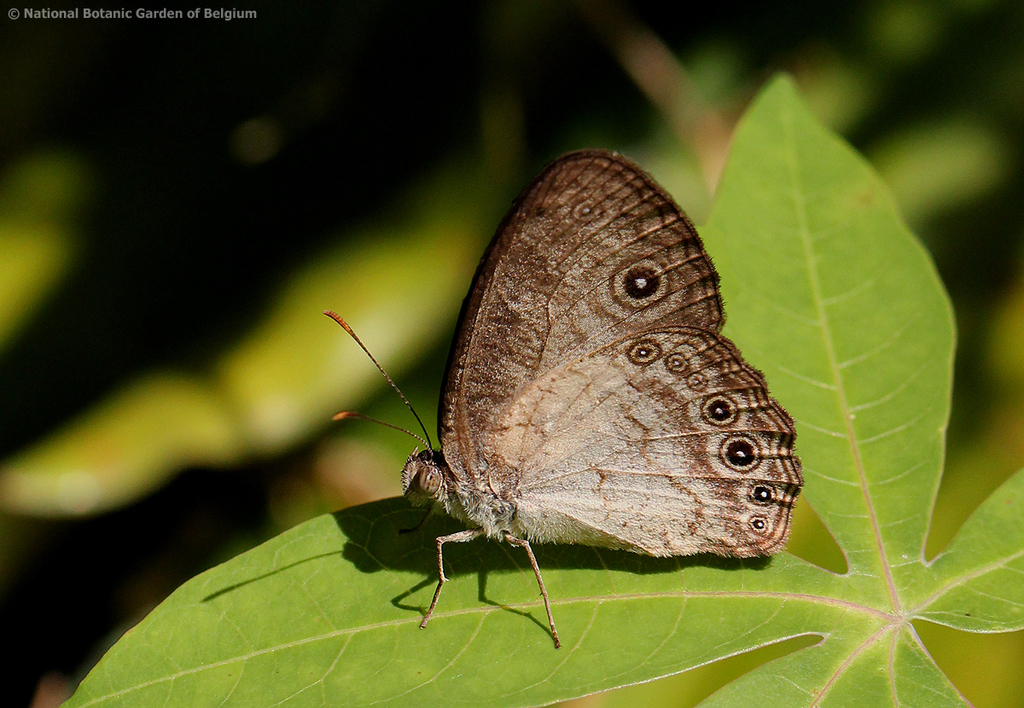 Light Bush Brown