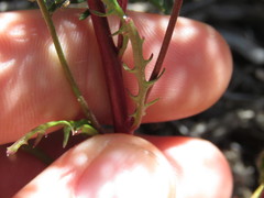 Malacothrix clevelandii