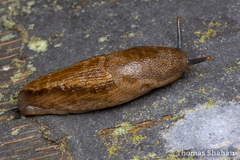 Urocyclus kirkii