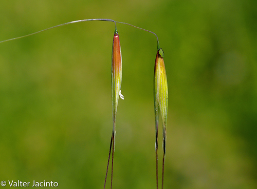 black oats (Avena strigosa)