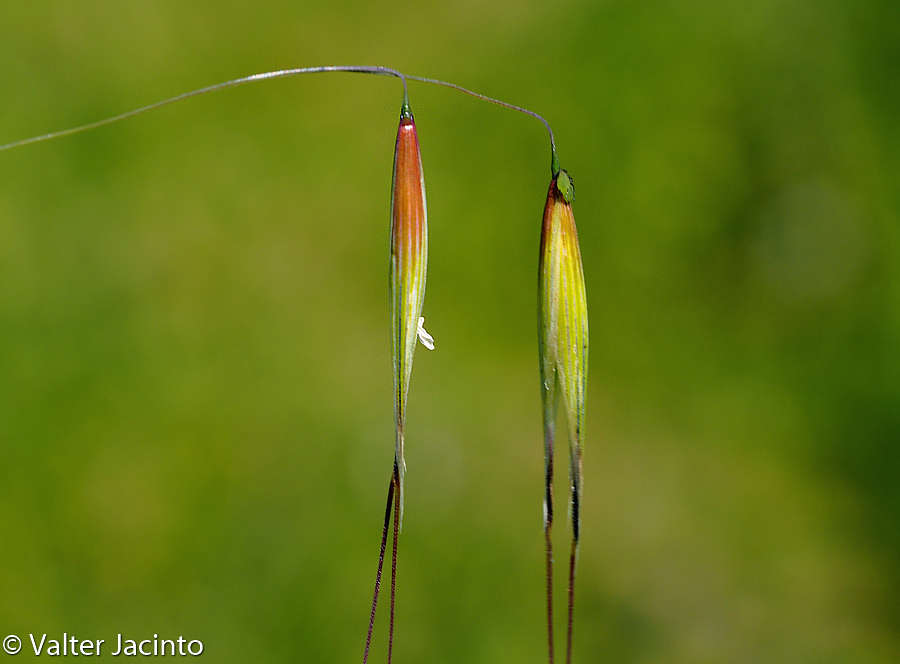 Avena strigosa