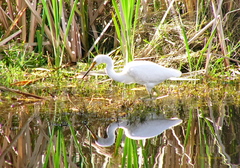 Egretta garzetta nigripes
