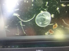 Noctiluca scintillans