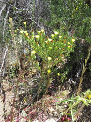 Malacothrix clevelandii
