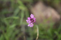 Allium serra