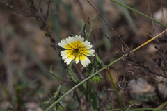 Layia gaillardioides