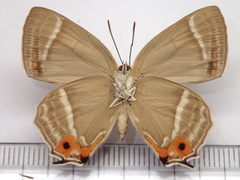 Favonius ultramarinus