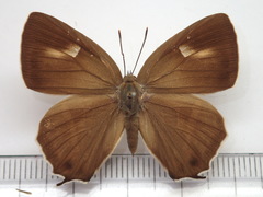 Favonius ultramarinus
