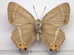 Favonius ultramarinus