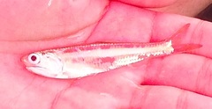 Anchoviella